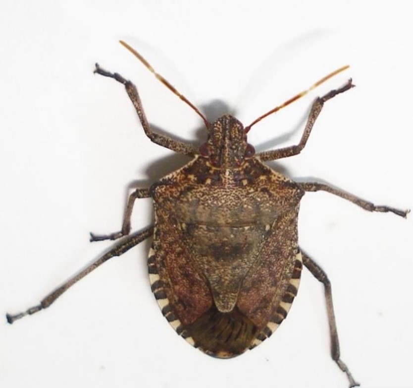 Brown marmorated stink bug trap in Michigan vineyard