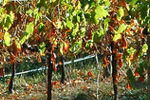 Adelaide-Hills-Vineyards-2