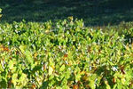 Adelaide-Hills-Vineyards-3