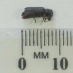 auger_beetle_large